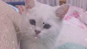 娱乐吃瓜酱可爱小鱼